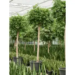 Ficus Microcarpa Nitida op stam - Veilig winkelen