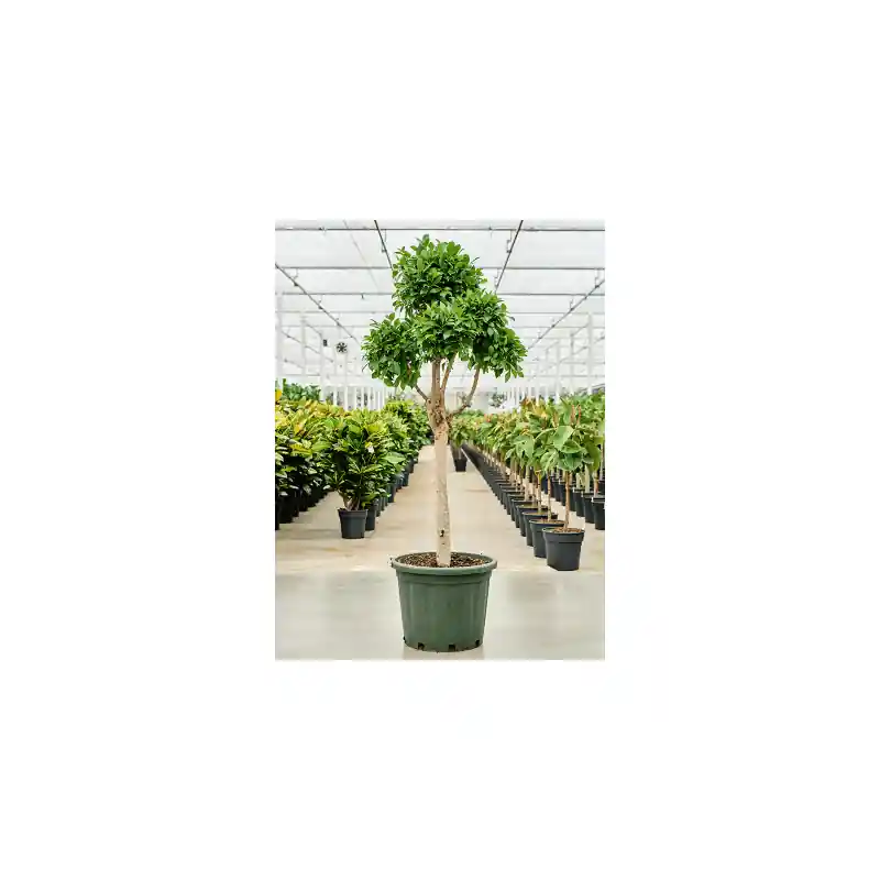 Ficus Nitida pon pon | Uitverkoop