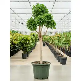 Ficus Microcarpa Nitida pon pon | Extra voordeel