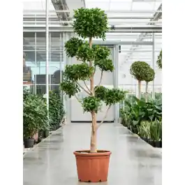 Ficus Nitida pon pon - Direct bestellen