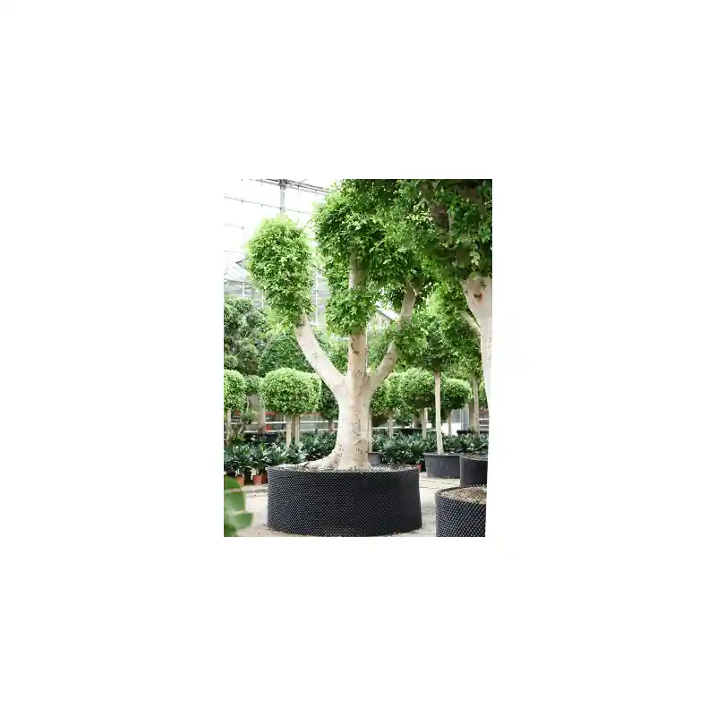 Nieuw gelanceerd - Ficus Nitida vertakt