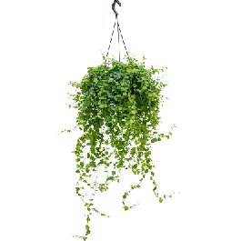Voordelig | Ficus Green Sunny