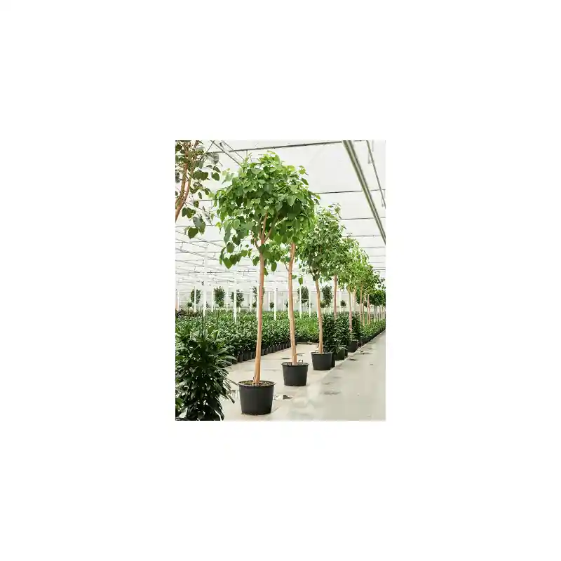 Rechtstreeks van de fabrikant | Ficus religiosa