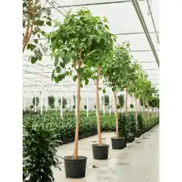 Online kopen - Ficus religiosa