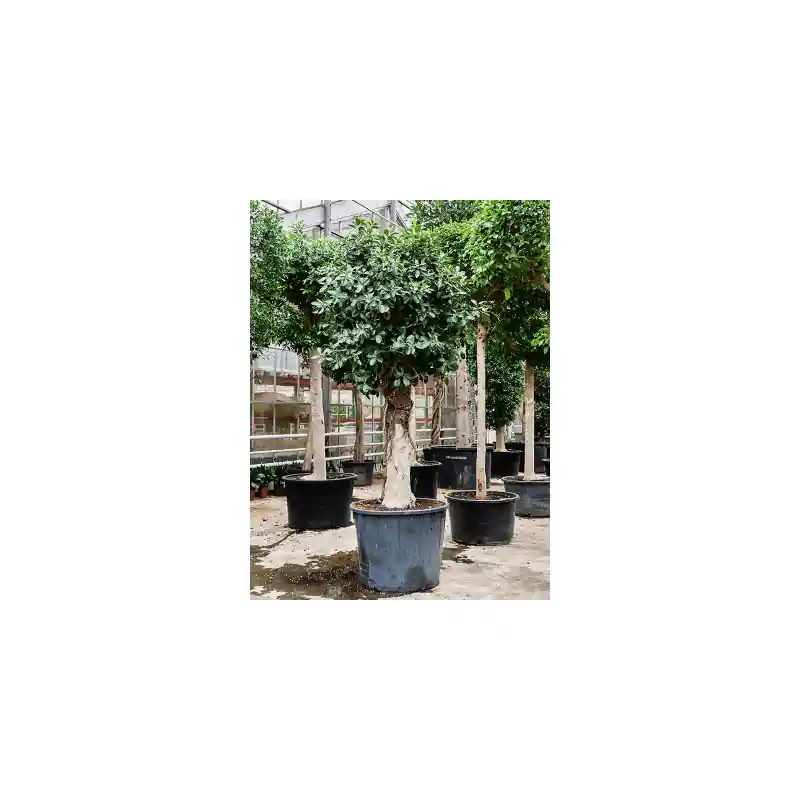 Ficus Australis | Populair
