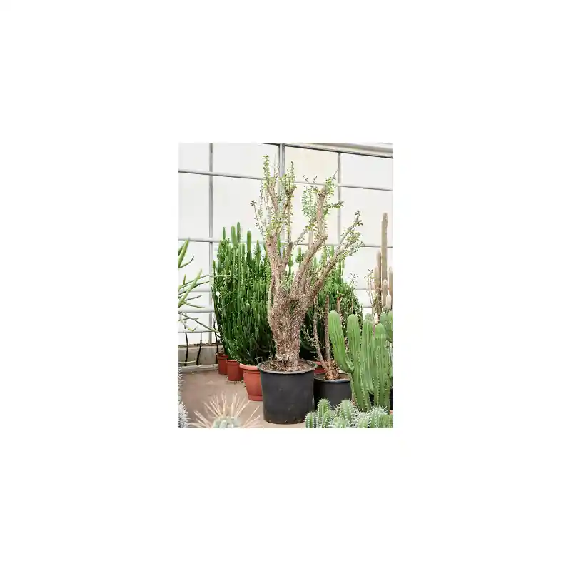 Fouquieria splendens | Scherpe prijs