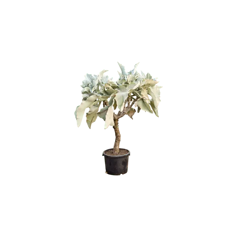 Prijs verlaagd | Kalanchoe beharensis op stam