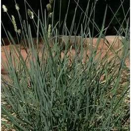 Sesleria caerulea | Scherp geprijsd