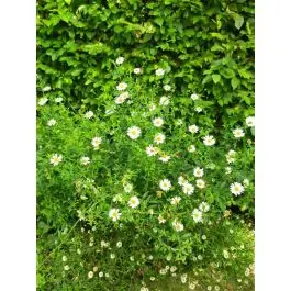 Voeg toe aan winkelwagen | Erigeron karvinskianus
