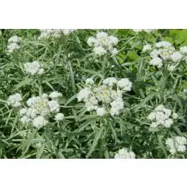Prijsverlaging - Anaphalis margaritacea