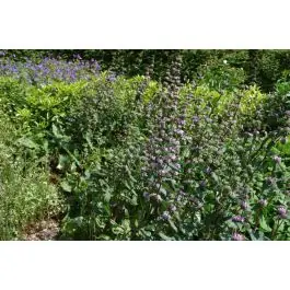 Veel voordeel - Phlomis tuberosa