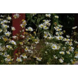 Beperkte voorraad - Leucanthemum Maikonigin