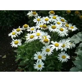 Leucanthemum Silberprinzessche | Bestelbaar