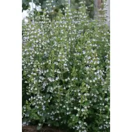 Topdeal | Calamintha nepeta