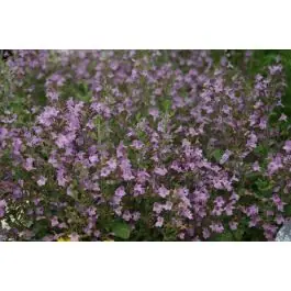 Bespaar nu - Calamintha Marvelette Blue