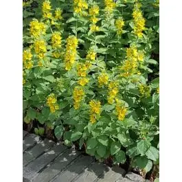 Zolang de voorraad strekt | Lysimachia punctata