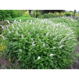 Lysimachia clethroides | Extra voordeel
