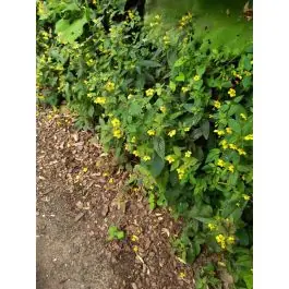 Lysimachia Firecracker - Dagdeal