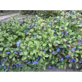Expreslevering - Ceratostigma plumbaginoides