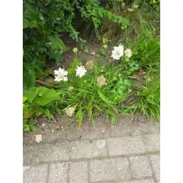 Populair bij klanten - Scabiosa Perfecta Alba