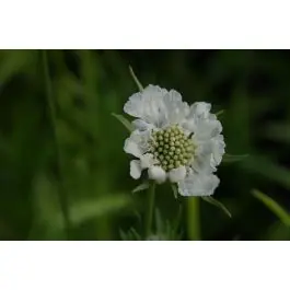 Scabiosa Alba - Actie loopt bijna af