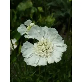 Extra voordeel | Scabiosa Miss Willmott