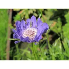 Scabiosa Clive Greaves | Speciale deal