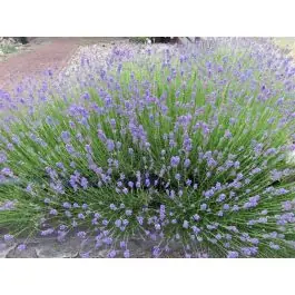 Lavandula Dwarf Blue - Zojuist toegevoegd