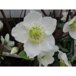 Helleborus niger | Direct leverbaar