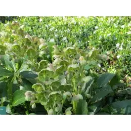 Helleborus sternii | Aanbieding