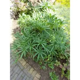 Bestel vandaag - Helleborus foetidus
