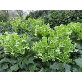 Lage prijs - Helleborus argutifolius
