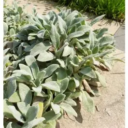 Stachys byzantina - Alleen deze week