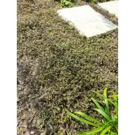 Korting | Leptinella Platt‘s Black