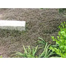Leptinella potentillina - Hoog gewaardeerd