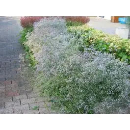 Limonium latifolium - Nieuw gelanceerd