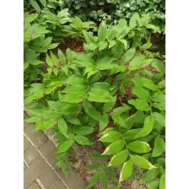 Premium - Polygonatum multiflorum