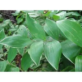 Professionele kwaliteit | Polygonatum Variegatum