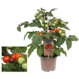Cherry tomaat - Alleen deze week