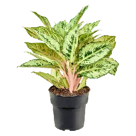 Aglaonema Chartreuse Pretty | Sale