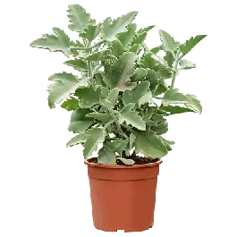 Kalanchoe beharensis Oak Leaf - Zeer goed beoordeeld
