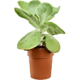 Extra voordeel - Kalanchoe Variegata