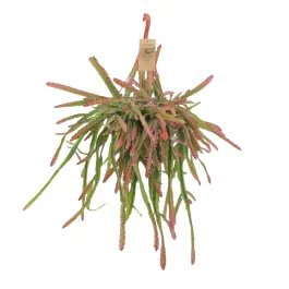 Lepisimum Red Tip - Goed beoordeeld