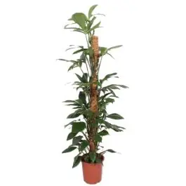 Philodendron Dragon Tail mosstok - Koop vandaag