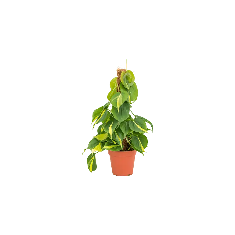 Mis het niet | Philodendron Grand Brasil mosstok