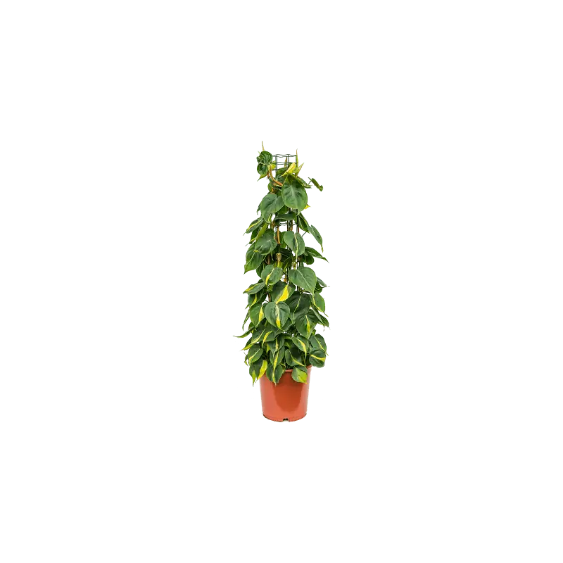 Topprijs - Philodendron Grand Brasil draadzuil