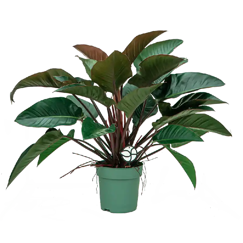 Philodendron Red Beauty | Bestel vandaag