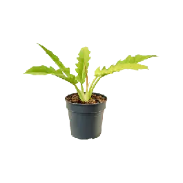 Philodendron Yellow Saw - Favoriet van klanten