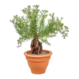 Mestoklema tuberosum | Extra voordeel