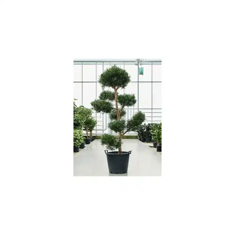 Hoge kwaliteit | Podocarpus Macrophyllus multibol